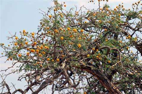 Camel Thorn Tree Vachellia Erioloba - Acacia Erioloba - Sossusvlei ...