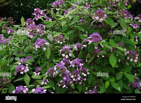 The Lost gardens of Heligan Stock Photo - Alamy