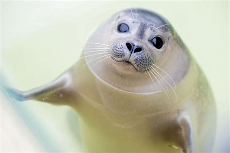 Norddeutsche Seehundstationen ziehen rund 400 Jungtiere groß ...