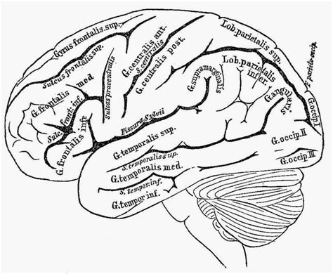 Human Brain Coloring Pages