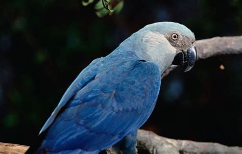 Spix-Ara - Der seltenste Vogel der Welt | Bird species, Macaw, Blue macaw