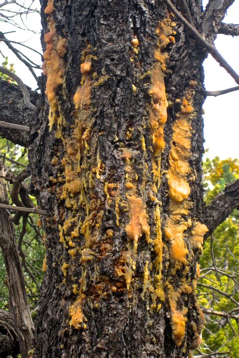 How to Make Pine Resin Salve | The Foragers Path | Flagstaff, Arizona