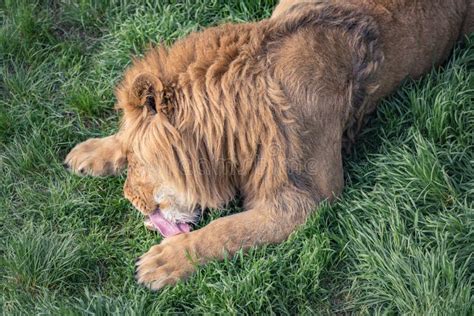 Young Lion is Eating a Small Piece of Meat Lying on the Green Grass ...