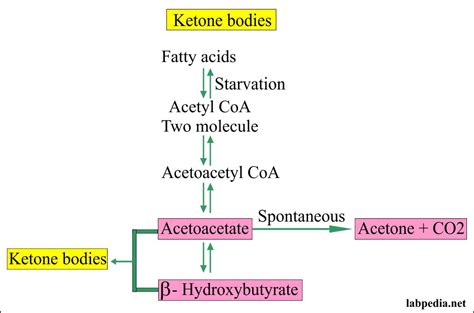 Urine Analysis: Part 27 – Urine for ketones, and Ketone Bodies ...