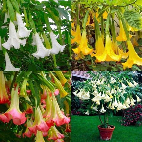 Brugmansia - Angels Trumpet Plant - Lucky Dip Colour | Angel trumpet ...