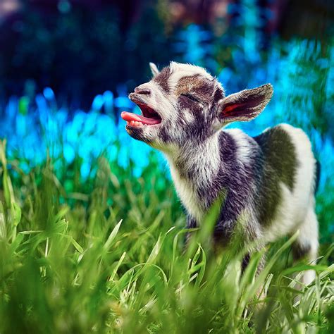 Collection 103+ Pictures Baby Goat Is A Kid Updated