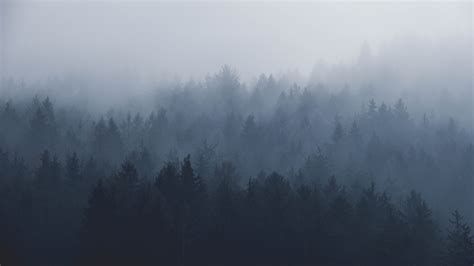 Download wallpaper 2560x1440 misty day, fog, nature, trees, dual wide ...