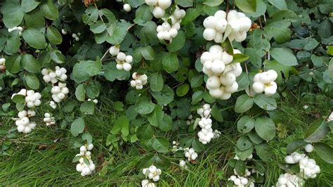 White Snowberry - Plant Guide