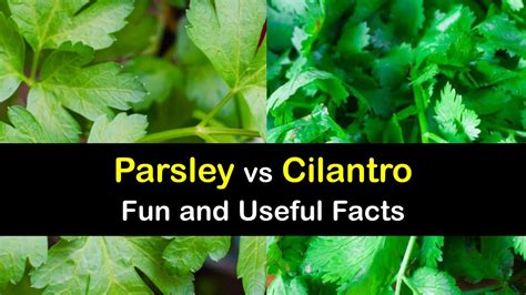 Differences between Parsley and Cilantro