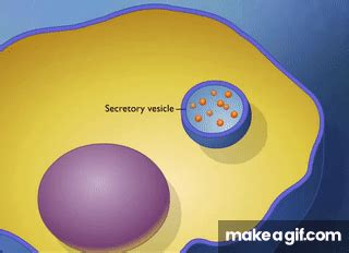 Endocytosis and Exocytosis HD Animation on Make a GIF