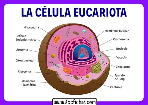 La celula eucariota partes - ABC Fichas