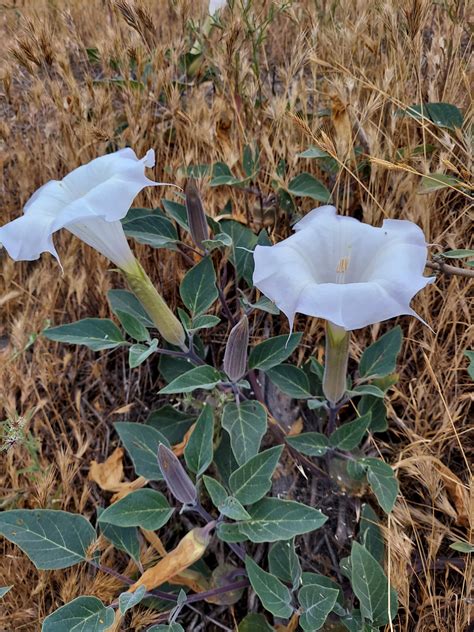 683 best Datura images on Pholder | Druggardening, Datura and ...