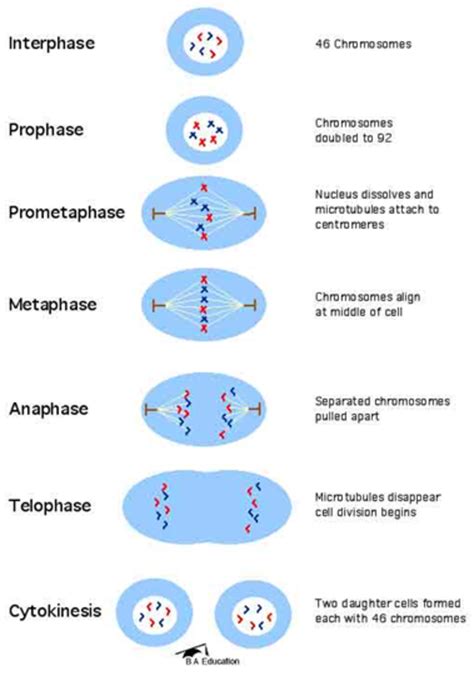 Cells: The Building Blocks of Life | hubpages