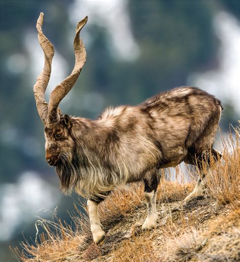 Pakistan’s markhor population in decline | Science