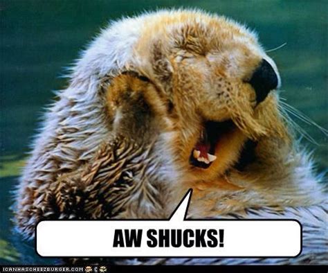 Aww shucks.. | Sea otter, Otters, Animals