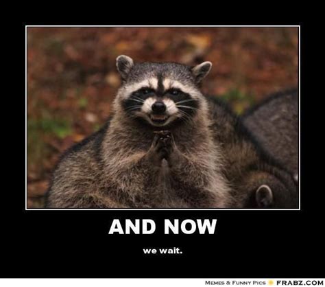 cute funny raccoon memes - Google Search | | Pinterest | Raccoons, Meme ...