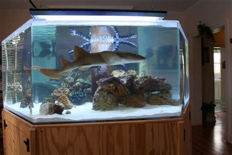 shark tank | Aquarium fish tank, Cool fish tanks, Fish tank design