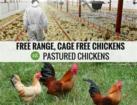 Free-Range Pastured Chickens