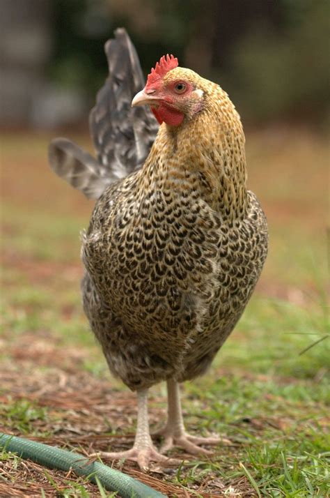 golden cuckoo maran hen | Chicken farm | Pinterest | Gallinas, Aves de ...