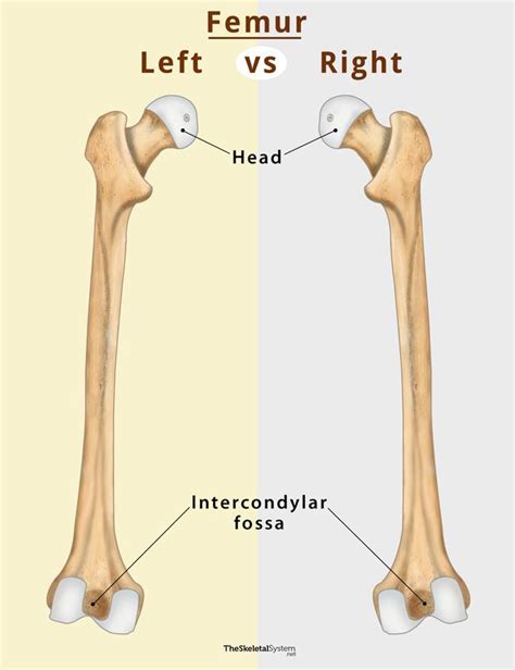 48+ Femur Labelled Diagram - ShaunAulay