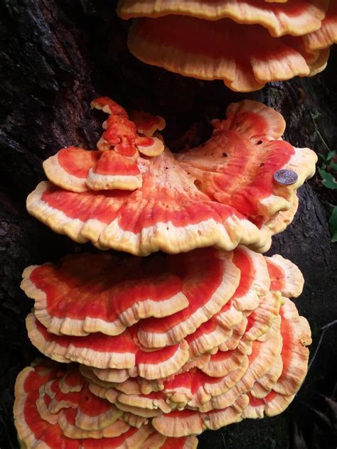 Chicken Of The Woods Identification