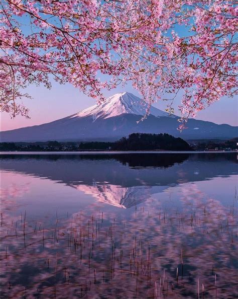 Spring in Japan is amazing : r/MostBeautiful