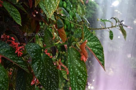 Close up of tropical plants in front of waterfall Stock Photo by David ...