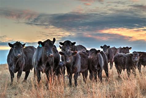 Black Angus Beef, Certified Angus Beef, What Is Angus Beef | Snow Creek ...