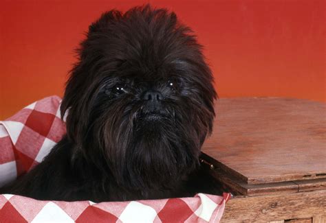 Affenpinscher (character, nutrition, care)