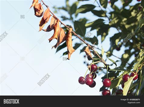 Cherry-tree Diseases. Image & Photo (Free Trial) | Bigstock