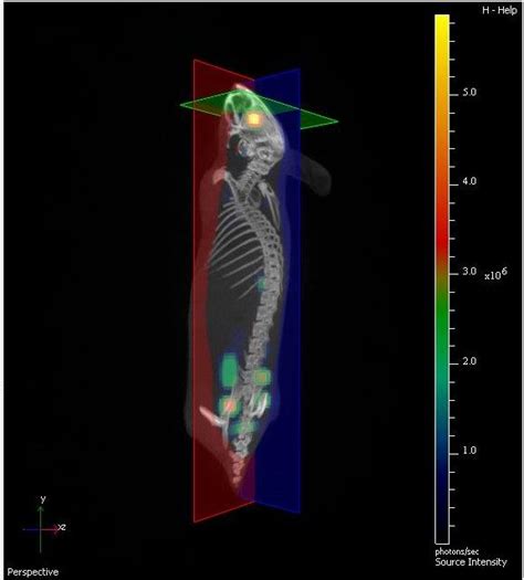 IVIS Spectrum CT Perkin Elmer - Research - Institut Pasteur