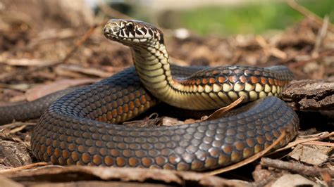 New Species of Snake Discovered, Named for Famous Disney Star | Disney ...