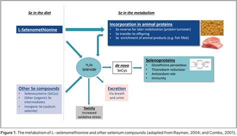 L-selenomethionine: A powerful antioxidant for commercial… | Orffa