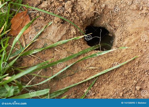 Mole Hole in Brown Dirt, Closeup. Stock Image - Image of biology, grass ...