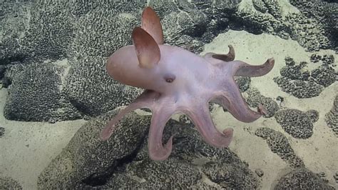 'Dumbo' Octopus Sightings Give Rare Peek at These Cute Creatures of the ...