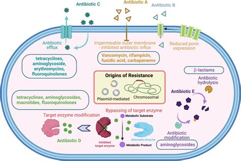 Antibiotic Adjuvants: A Versatile Approach to Combat Antibiotic ...