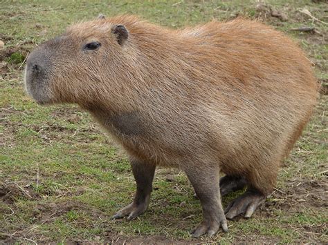 Capybara | Capybara, Weird animals, Pet pigs