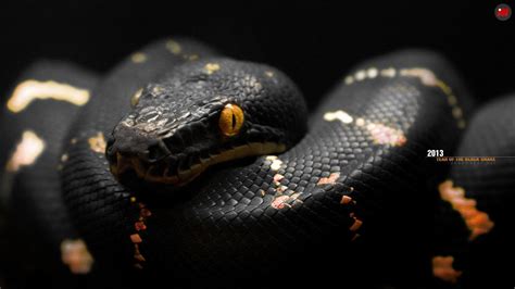 Black Snake HD Wallpapers - Top Free Black Snake HD Backgrounds ...