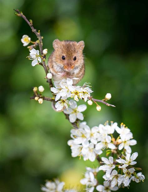 Cute Mice | Photography | Pinterest | Mice, Animal and Wildlife