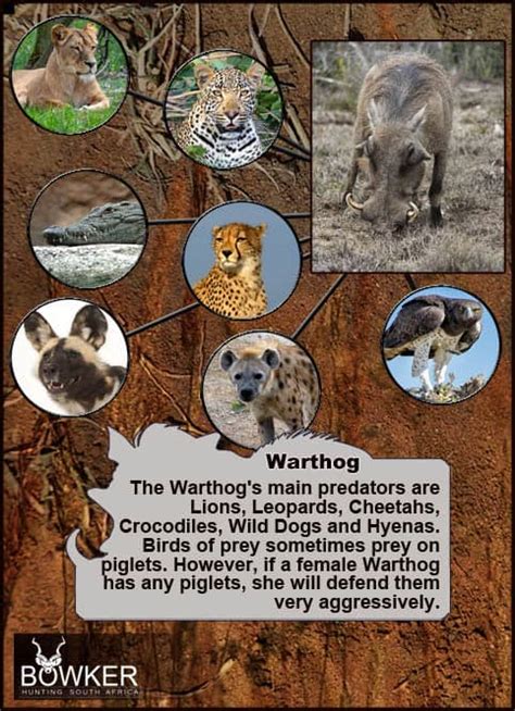 Warthog Hunting - All You Need to Know About Warthog Hunts