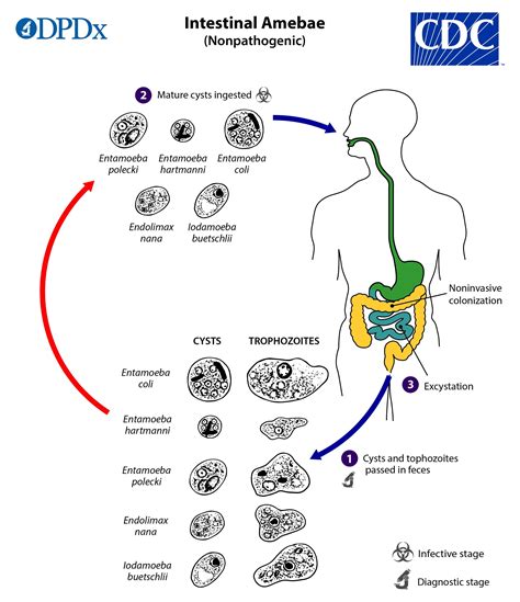 Entamoeba Histolytica Life Cycle