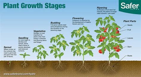 Learn The Six Plant Growth Stages