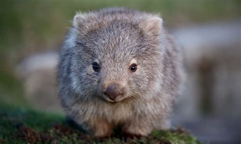 Fat Wombat - Not Flat Wombat Bumper Sticker b/w - Wild Hearts Rescue