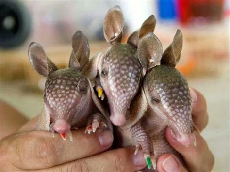 345 best Armadillo & Pangolin images on Pinterest | Armadillo ...