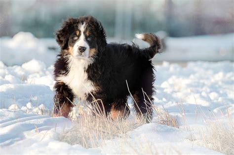 Bernese Mountain Dog Training Tips| Canna-Pet®