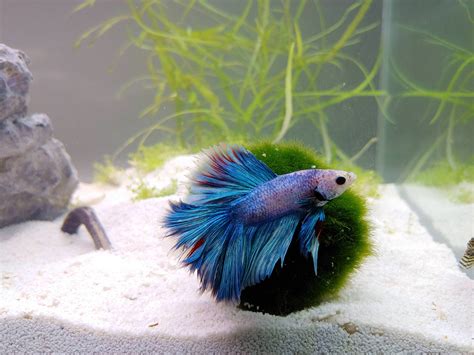 Podrick is enjoying his new 22g tank. : r/Aquariums