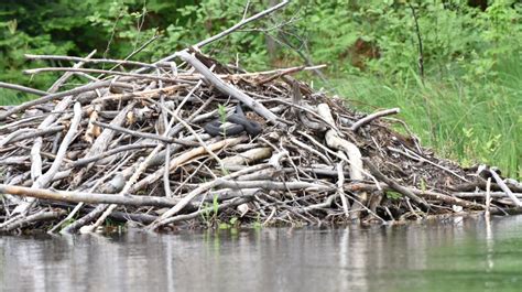 Winter Wildlife Pt. 2: Beavers Under the Ice - Grizzly bear ...