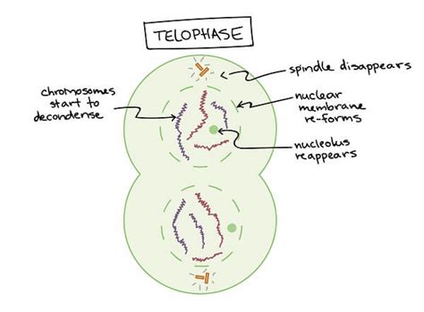 Telophase in Mitosis and Meiosis (Telophase I, II)