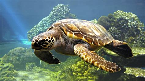 HD Wallpapers Desktop: Turtle Swimming HD Wallpapers