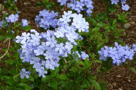 100 seeds, Ceratostigma Plumbaginoides Bonsai, Plumbago Auriculata ...